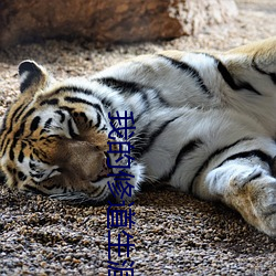我的修(xiū)道(dào)生涯(yá)