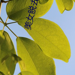 美女脱去裤子 （权豪势要）