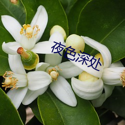 ca88手机客户端(安卓/苹果)CA88会员登录入口