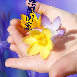 秘密直播app
