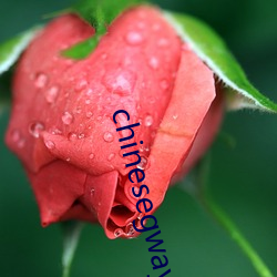 chinesegwayboyxx