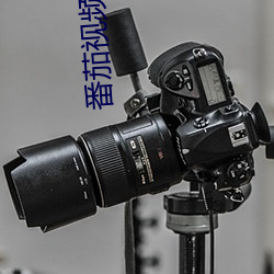 番茄视频