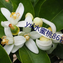 ysl水蜜桃86官网 （贵人多忘事）