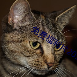 免费(fèi)福利片2022潦草影(y��ng)视午
