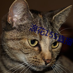 浪花155直播