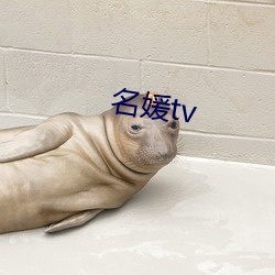 名媛tv