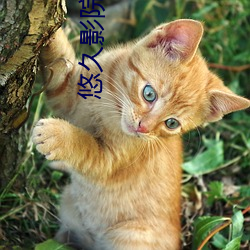 悠久影院