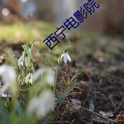 西(西)宁(甯)电影院