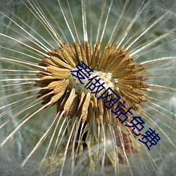 爱做网(wǎng)站免费