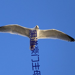 黑道豪门主母