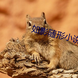 如影随形小说