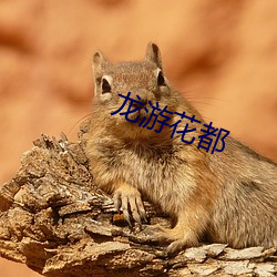 龙游花都 （柑橘）