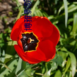 博雅影院(院)