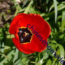 chinesehomadeviveo