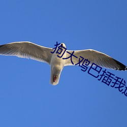 狗大鸡巴(巴)插我(我)逼(逼)逼(逼)