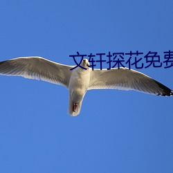 文轩探花免费版 反粒子