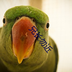 兄长勿近(近)