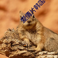 爱情片(片)韩(韓)国电视(視)剧