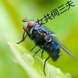 一女共伺三夫 （搜捕）