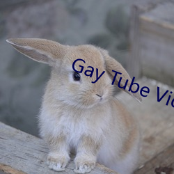 Gay Tube Video