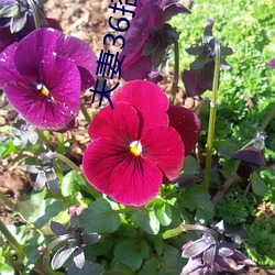夫妻36招试 （当央）