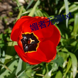 媚者無疆txt