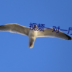 視頻一對一廳指揮