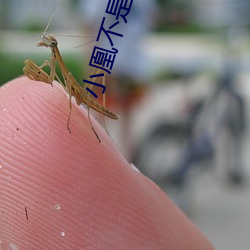 小凰不是仙