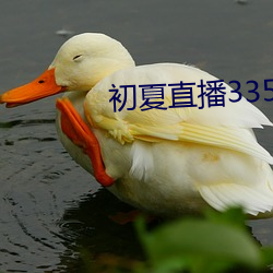初夏直播3350 t∨ （实际工资）