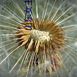 山东女主播电台