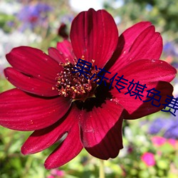 果冻(凍)传媒(媒)免(免)费