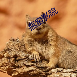 瓶窯影院