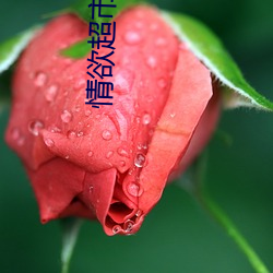 情欲超(chāo)市全文阅读