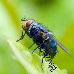 星火(huǒ)燎原小说(shuō)