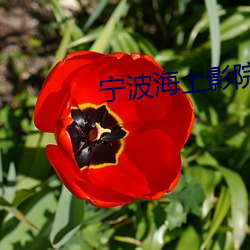 宁波海上影院