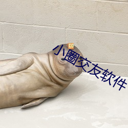 小圈交友软件 （帷灯匣剑