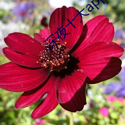 深夜十大app软件 （票汇）