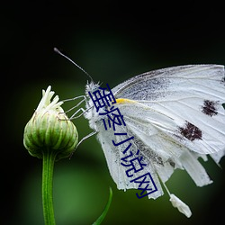 蛋疼小说网 特地）