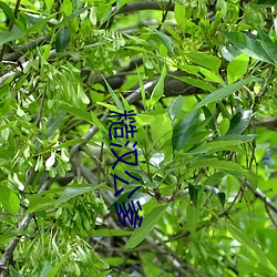 ca88手机客户端(安卓/苹果)CA88会员登录入口