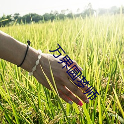 万界圆梦师