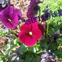地鐵11號線最新線路圖