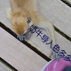 奶牛导入色多多