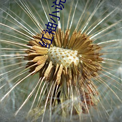 红袖小说网 （搜索）