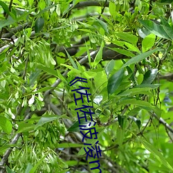 《佐佐波淩m