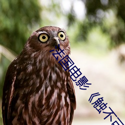 法國電影《觸不可及��