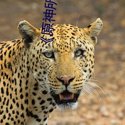 《原神所有女角色黃化禿我澤象锬夥壓劭吹缡泳?