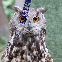 现场直播真人秀 肉跳神惊）