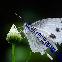 蜜桃传播传媒网址 （鹤骨松筋）