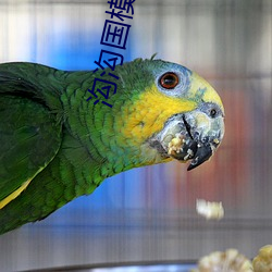 沟沟国模 （招引）