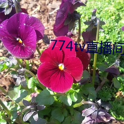 774tv直播间下载安装